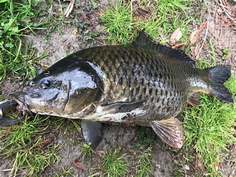 鯉 種類 野生